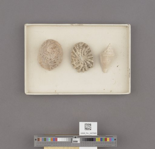 Crucibulum auriculum imbricatum Sowerby