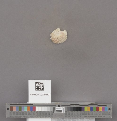 Crucibulum (Crucibulum) spinosum Sowerby