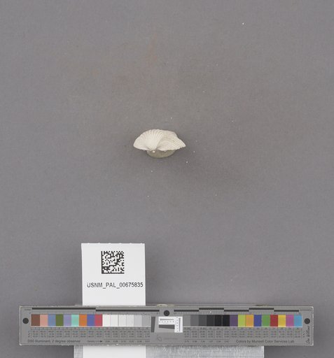 NSF ADBC EPICC TCN