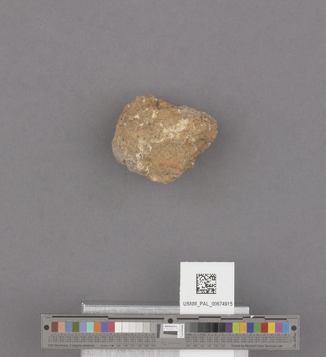 Turritella buwaldana Dickerson