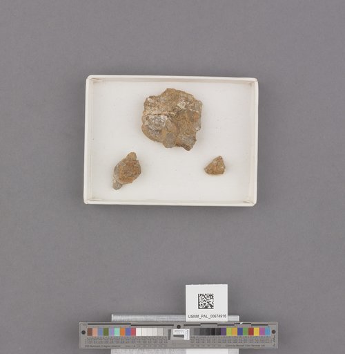 Amaurellina (Euspirocrommium) clarki Stewart