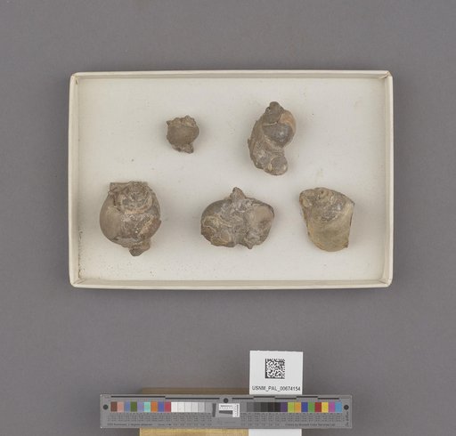Amaurellina (Euspirocrommium) clarki Stewart