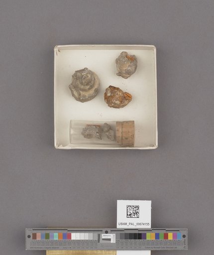 Amaurellina (Euspirocrommium) clarki Stewart