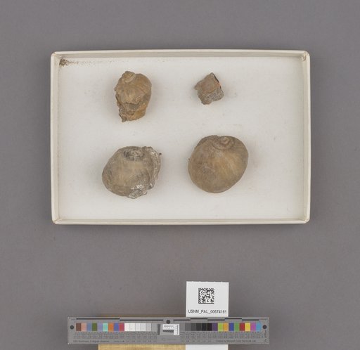Globularia (Eocernina) hannibali (Dickerson)