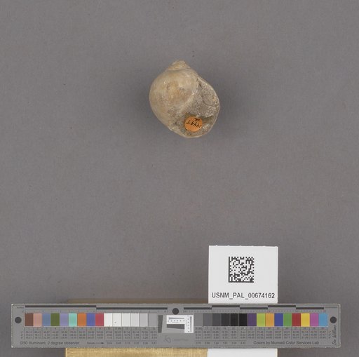 Globularia (Eocernina) hannibali (Dickerson)