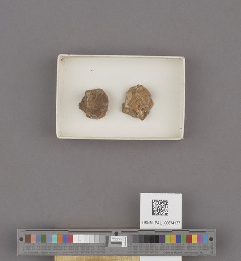 Amaurellina (Euspirocrommium) clarki Stewart