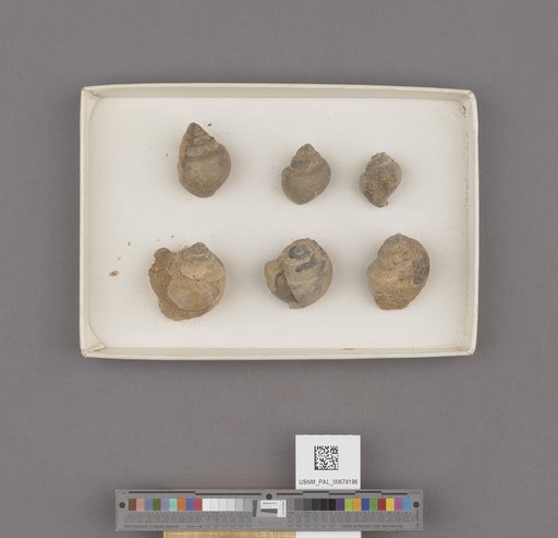Amaurellina (Euspirocrommium) clarki Stewart