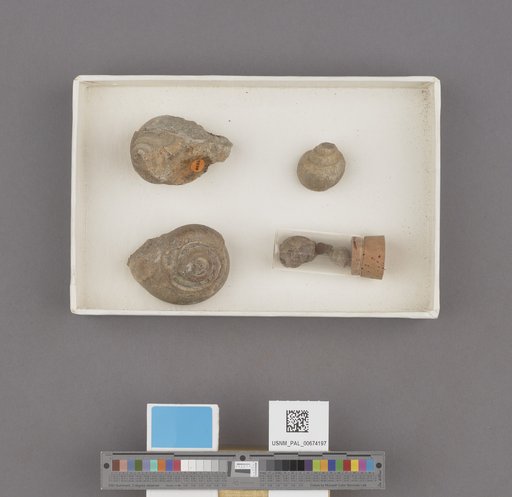 Amaurellina (Euspirocrommium) clarki Stewart