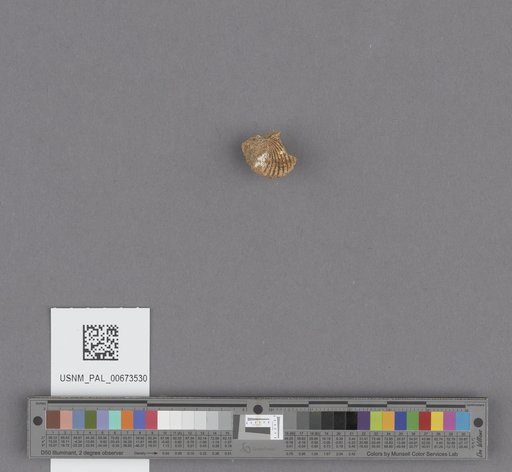 NSF ADBC EPICC TCN
