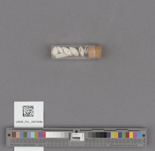 Acteon (Rictaxis) punctocaelatus (Carpenter)