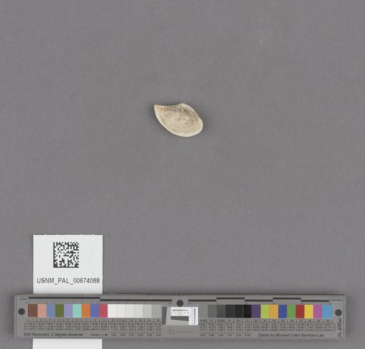 Leda taphria Dall