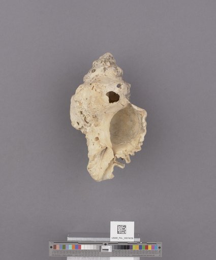 NSF ADBC EPICC TCN