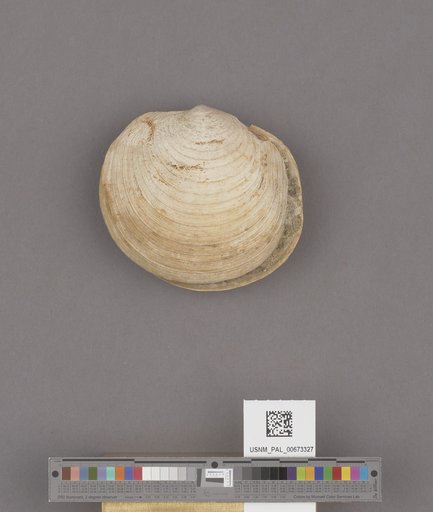 Lucinoma annulata (Reeve)