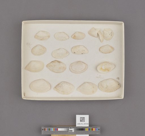 Macoma indentata Carpenter