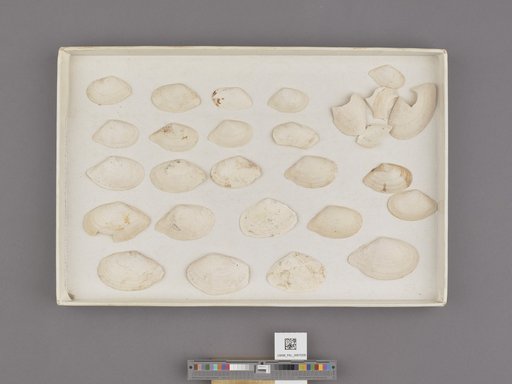 Macoma indentata Carpenter