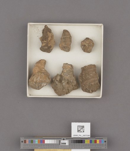 Turritella infragranulata Gabb