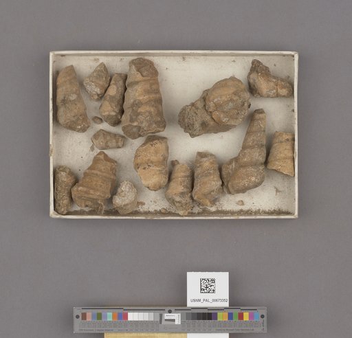 Turritella pachecoensis Stanton