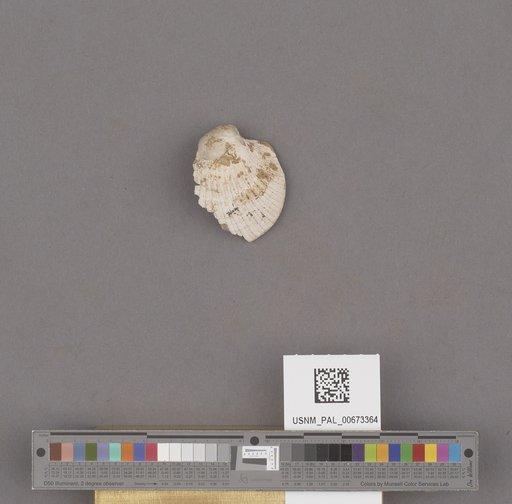 Venericardia (Rotundicardia) sp