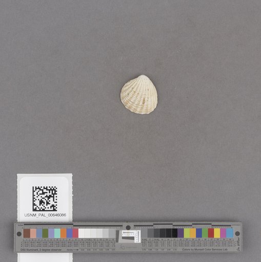 NSF ADBC EPICC TCN