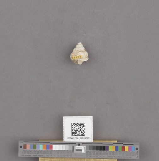 NSF ADBC EPICC TCN