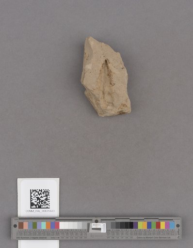 NSF ADBC EPICC TCN