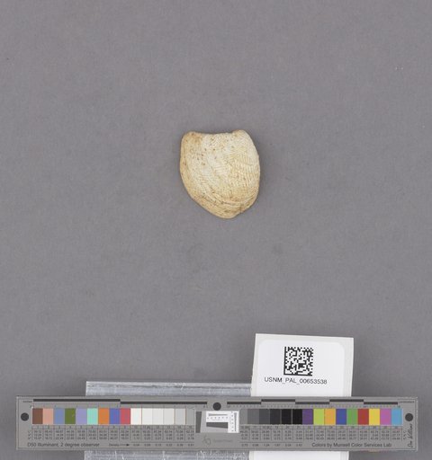 NSF ADBC EPICC TCN