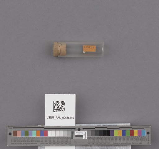 Bivalvia