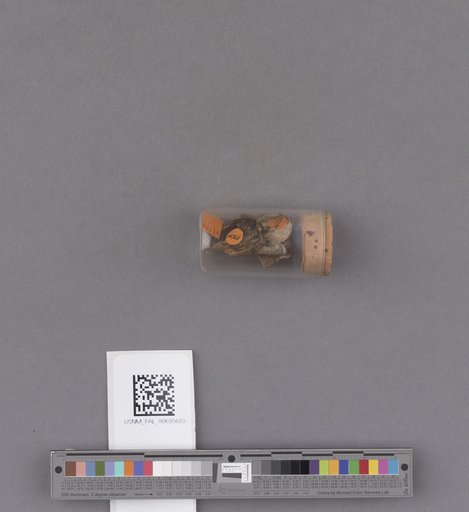 NSF ADBC EPICC TCN