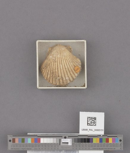 Bivalvia