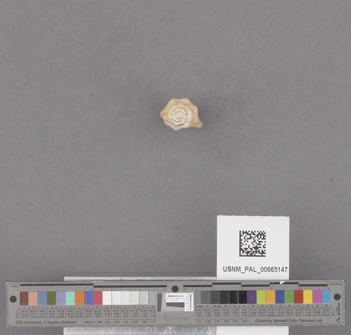 Gastropoda