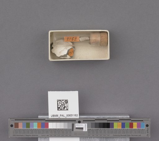 Bivalvia
