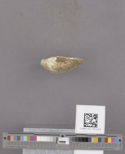 NSF ADBC EPICC TCN