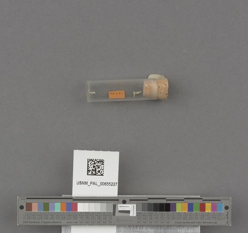 Scaphopoda