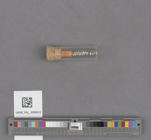 Bivalvia