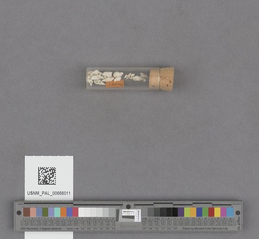 Gastropoda