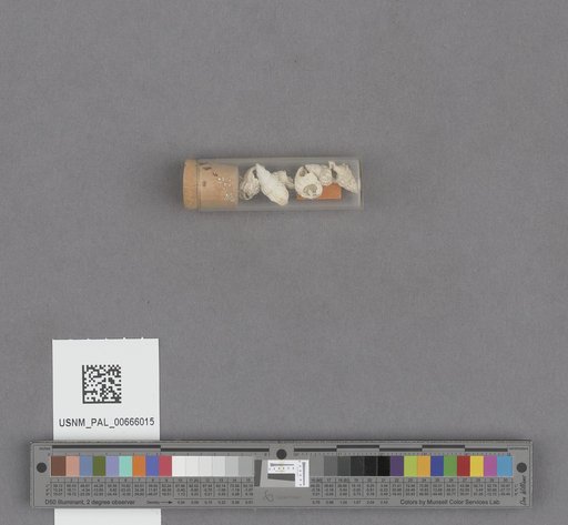 Gastropoda