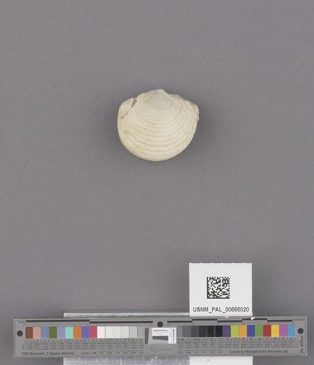 Bivalvia