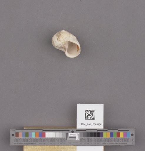 Gastropoda