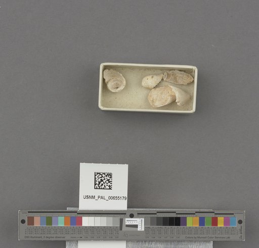 Gastropoda
