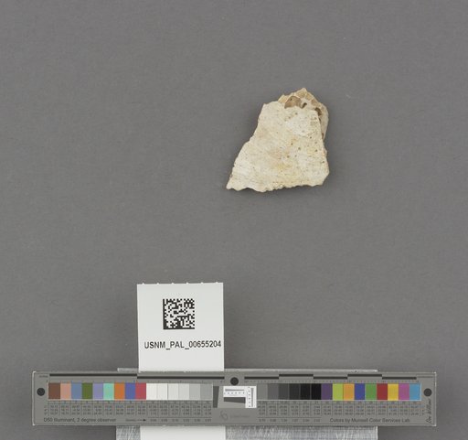 Bivalvia