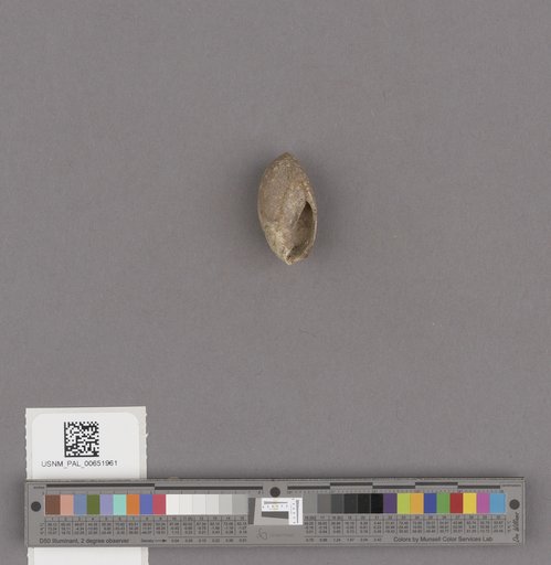 Gastropoda
