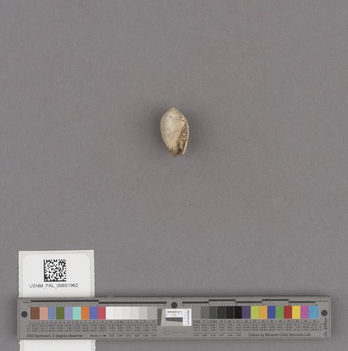 Gastropoda