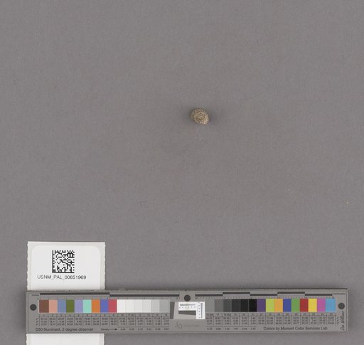 Gastropoda