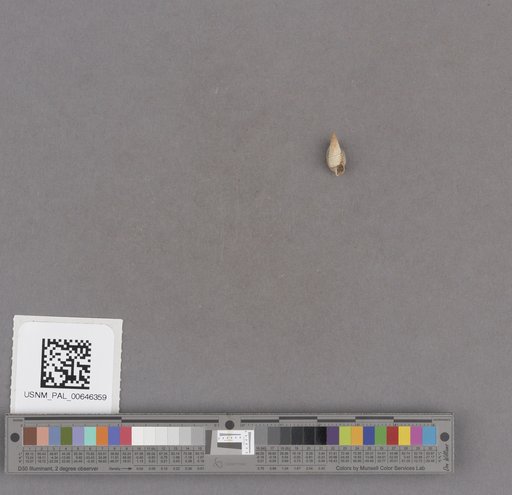 Gastropoda