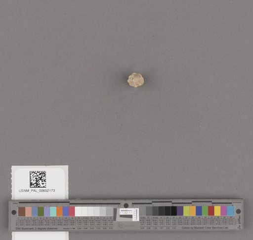 Gastropoda
