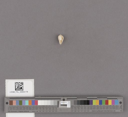 Gastropoda