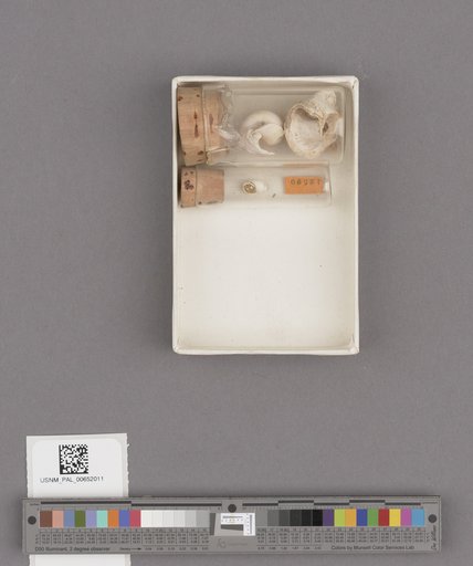 Gastropoda