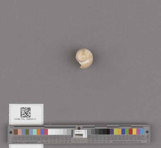 Gastropoda