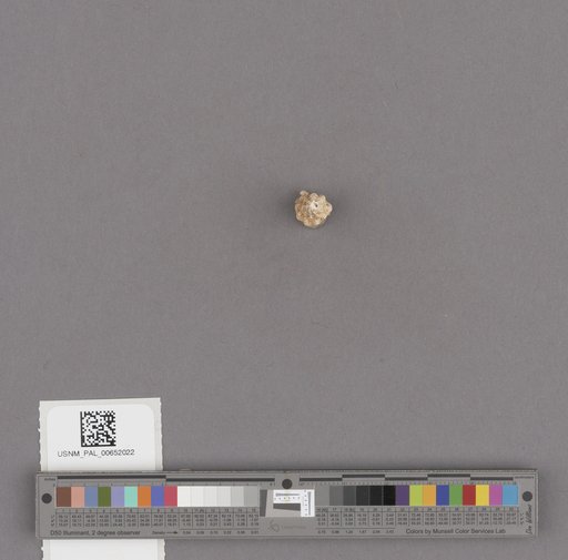Gastropoda