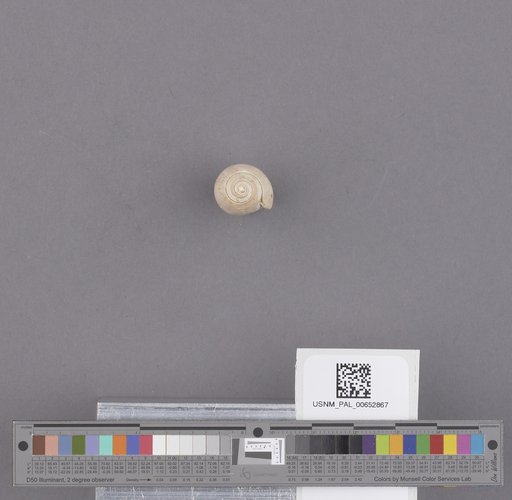 Gastropoda